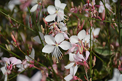 Walberton's Snow Fountain Gaura (Gaura lindheimeri 'Walsnofou') at Lakeshore Garden Centres