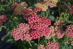PENHOW Heartthrob Yarrow (Achillea millefolium 'Heartthrob') at Lakeshore Garden Centres