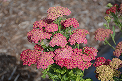 PENHOW Heartthrob Yarrow (Achillea millefolium 'Heartthrob') at Lakeshore Garden Centres