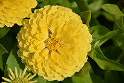 Preciosa Light Yellow Zinnia (Zinnia 'Preciosa Light Yellow') at Lakeshore Garden Centres