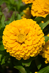 Preciosa Yellow Zinnia (Zinnia 'Preciosa Yellow') at Lakeshore Garden Centres