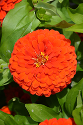Preciosa Scarlet Zinnia (Zinnia 'Preciosa Scarlet') at Lakeshore Garden Centres