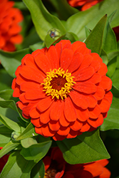 Preciosa Scarlet Zinnia (Zinnia 'Preciosa Scarlet') at Lakeshore Garden Centres