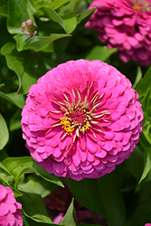 Preciosa Rose Zinnia (Zinnia 'Preciosa Rose') at Lakeshore Garden Centres