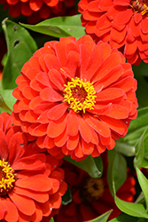 Preciosa Red Zinnia (Zinnia 'Preciosa Red') at Lakeshore Garden Centres