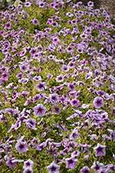 Opera Supreme Purple Vein Petunia (Petunia 'Opera Supreme Purple Vein') at Lakeshore Garden Centres