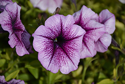 Opera Supreme Purple Vein Petunia (Petunia 'Opera Supreme Purple Vein') at Lakeshore Garden Centres