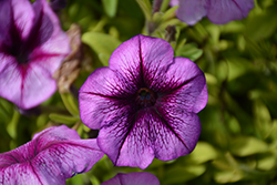 Trilogy Purple Vein Petunia (Petunia 'Trilogy Purple Vein') at Lakeshore Garden Centres