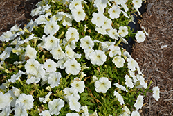Trilogy Lime Petunia (Petunia 'Trilogy Lime') at Lakeshore Garden Centres