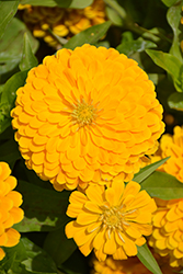 Holi Yellow Zinnia (Zinnia elegans 'Holi Yellow') at Lakeshore Garden Centres