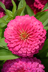Holi Pink Zinnia (Zinnia elegans 'Holi Pink') at Lakeshore Garden Centres