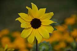 Sunfinity Sunflower (Helianthus 'Sunfinity') at Lakeshore Garden Centres