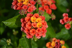 Bandolero Red Lantana (Lantana camara 'Bandolero Red') at Lakeshore Garden Centres