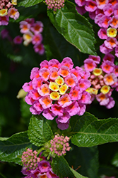 Bandolero Pink Lantana (Lantana camara 'Bandolero Pink') at Lakeshore Garden Centres