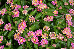 Bandolero Pink Lantana (Lantana camara 'Bandolero Pink') at Lakeshore Garden Centres