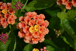 Bandolero Guava Lantana (Lantana camara 'Bandolero Guava') at Lakeshore Garden Centres