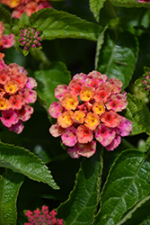 Bandolero Cherry Sunrise Lantana (Lantana camara 'Bandolero Cherry Sunrise') at Lakeshore Garden Centres