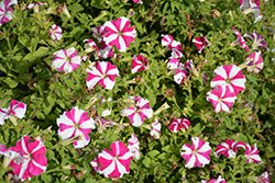 Skybox Rose Star Petunia (Petunia 'Skybox Rose Star') at Lakeshore Garden Centres