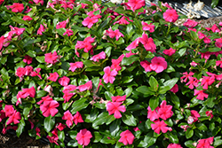 Cora XDR Punch (Catharanthus roseus 'Cora XDR Punch') at Lakeshore Garden Centres