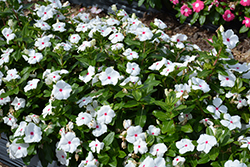 Cora XDR Polka Dot (Catharanthus roseus 'Cora XDR Polka Dot') at Lakeshore Garden Centres