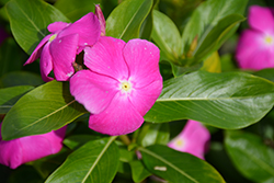 Cora XDR Orchid (Catharanthus roseus 'Cora XDR Orchid') at Lakeshore Garden Centres