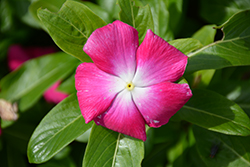 Cora XDR Magenta Halo (Catharanthus roseus 'Cora XDR Magenta Halo') at Lakeshore Garden Centres
