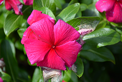 Cora XDR Hotgenta (Catharanthus roseus 'Cora XDR Hotgenta') at Lakeshore Garden Centres