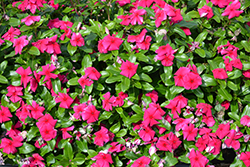 Cora XDR Hotgenta (Catharanthus roseus 'Cora XDR Hotgenta') at Lakeshore Garden Centres