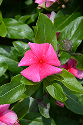 Cora XDR Deep Strawberry (Catharanthus roseus 'Cora XDR Deep Strawberry') at Lakeshore Garden Centres