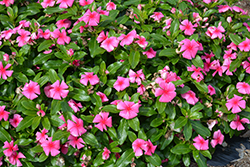 Cora XDR Deep Strawberry (Catharanthus roseus 'Cora XDR Deep Strawberry') at Lakeshore Garden Centres