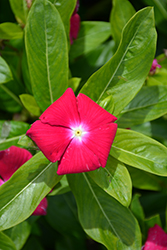 Cora XDR Cranberry (Catharanthus roseus 'Cora XDR Cranberry') at Lakeshore Garden Centres
