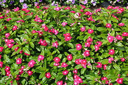 Cora XDR Cranberry (Catharanthus roseus 'Cora XDR Cranberry') at Lakeshore Garden Centres
