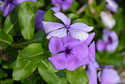 Vitesse Blue Vinca (Catharanthus roseus 'Vitesse Blue') at Lakeshore Garden Centres