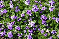 Vitesse Blue Vinca (Catharanthus roseus 'Vitesse Blue') at Lakeshore Garden Centres