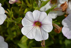 SuperCal Snowberry White Petchoa (Petchoa 'SAKPXC025') at Lakeshore Garden Centres
