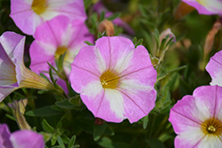 SuperCal Lavender Star Petchoa (Petchoa 'SAKPXC026') at Lakeshore Garden Centres