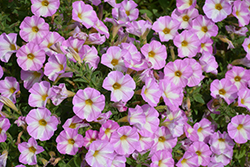 SuperCal Lavender Star Petchoa (Petchoa 'SAKPXC026') at Lakeshore Garden Centres