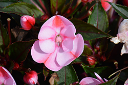 SunPatiens Compact Pink Candy Impatiens (Impatiens 'SAKIMP046') at Lakeshore Garden Centres