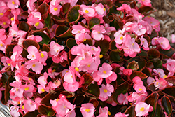 Nightife Rose Begonia (Begonia 'Nightlife Rose') at Lakeshore Garden Centres