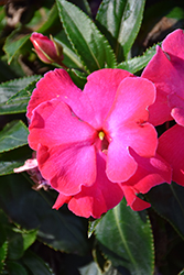 Roller Coaster Hot Pink Impatiens (Impatiens 'Roller Coaster Hot Pink') at Lakeshore Garden Centres