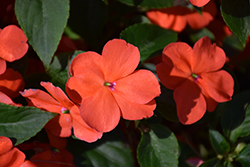 Beacon Salmon Impatiens (Impatiens walleriana 'PAS1357835') at Lakeshore Garden Centres