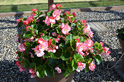Tophat Rose Bicolor Begonia (Begonia 'Tophat Rose Bicolor') at Lakeshore Garden Centres