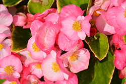 Tophat Rose Bicolor Begonia (Begonia 'Tophat Rose Bicolor') at Lakeshore Garden Centres