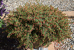 Honeybells Cuphea (Cuphea 'Balhoelrel') at Lakeshore Garden Centres