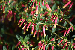 Honeybells Cuphea (Cuphea 'Balhoelrel') at Lakeshore Garden Centres