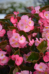 Megawatt Pink Bronze Leaf Begonia (Begonia 'Megawatt PInk Bronze Leaf') at Lakeshore Garden Centres