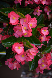 Megawatt Pink Green Leaf Begonia (Begonia 'Megawatt Pink Green Leaf') at Lakeshore Garden Centres