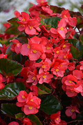 Megawatt Red Green Leaf Begonia (Begonia 'Megawatt Red Green Leaf') at Lakeshore Garden Centres