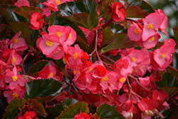 Megawatt Rose Bronze Leaf Begonia (Begonia 'Megawatt Rose Bronze Leaf') at Lakeshore Garden Centres