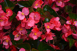 Megawatt Rose Green Leaf Begonia (Begonia 'Megawatt Rose Green Leaf') at Lakeshore Garden Centres